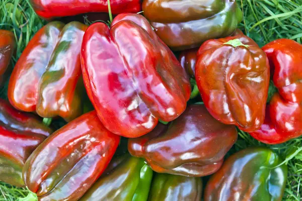 Çimenlerin üzerinde biber