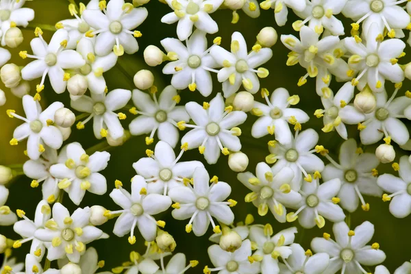 Bloemen zwarte Vlierbes Stockfoto