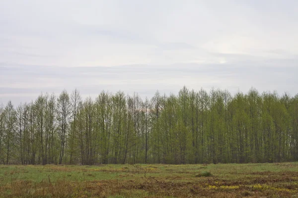 Bäume trüben Morgen — Stockfoto