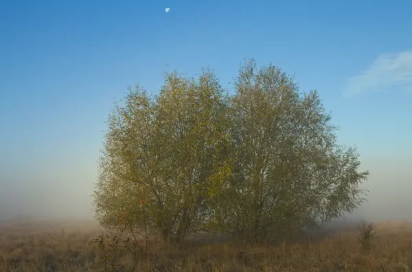 Arbres sur la prairie — Photo