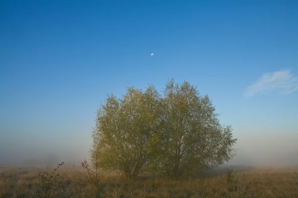 Deux arbres dans la brume — Photo