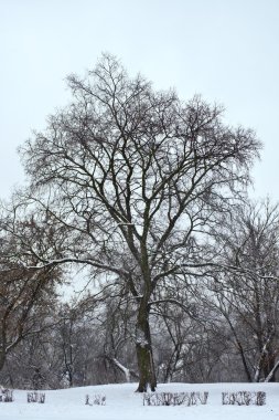ağaç yaprakları olmadan