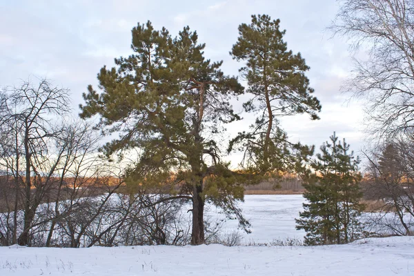 Pine tree on the shore — Stock Photo, Image