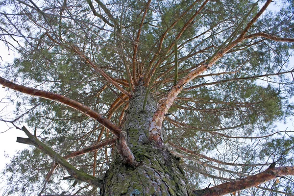 Tronco de un pino viejo — Foto de Stock