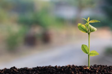 Genç ağaç doğa üzerinde.