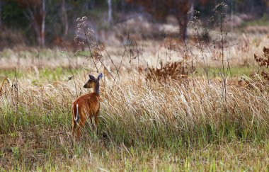 Geyik çayırda kabuk.