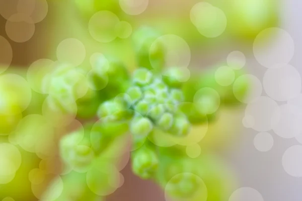 Soyut Renk Bokeh Arkaplanı — Stok fotoğraf