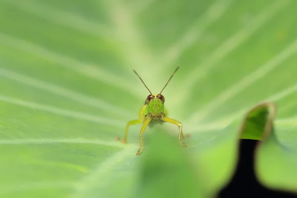 Gafanhoto verde em uma folha verde . — Fotografia de Stock