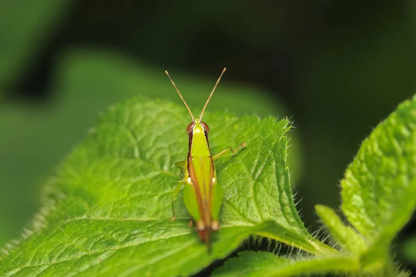 Lăcustă verde pe o frunză verde . — Fotografie, imagine de stoc