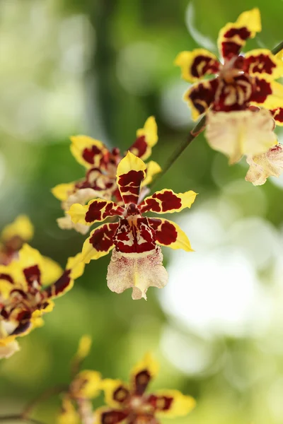 Nya orkidéer på grön natur. — Stockfoto
