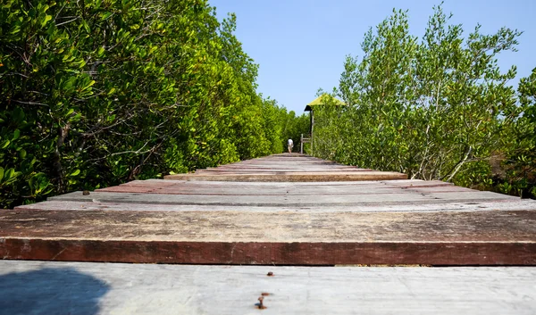 Oude houten loopbrug in de mangrove bossen. — Stockfoto