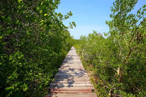 Oude houten loopbrug in de mangrove bossen. — Stockfoto