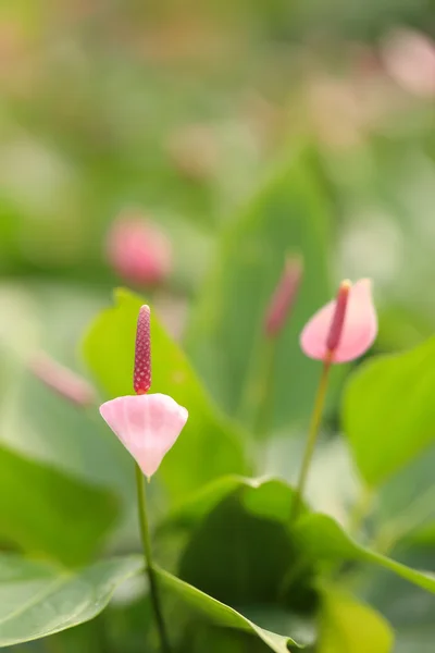 Pink anthurium flower blooming on green park. — Stock Photo, Image