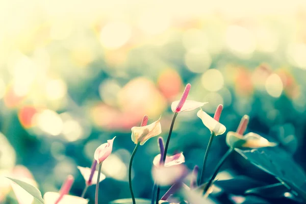 Pink anthurium flower blooming. — Stock Photo, Image