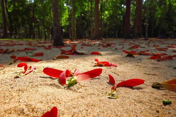 The rubber tree seeds in the forest — Stock Photo, Image