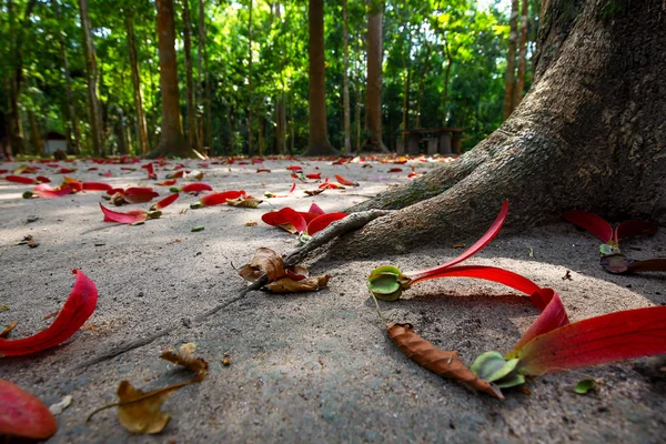 The rubber tree seeds in the forest