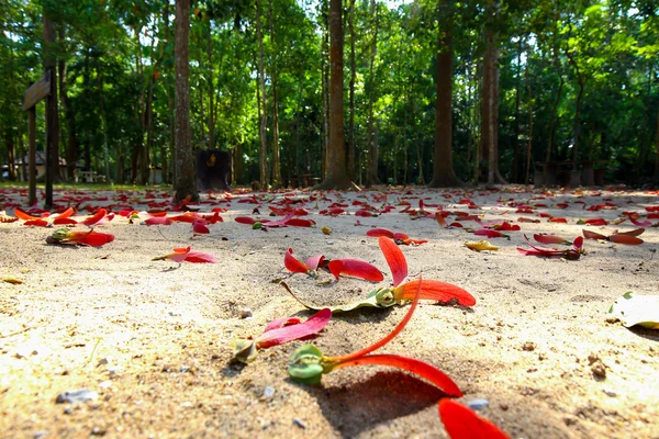 Las semillas del árbol de goma en el bosque —  Fotos de Stock