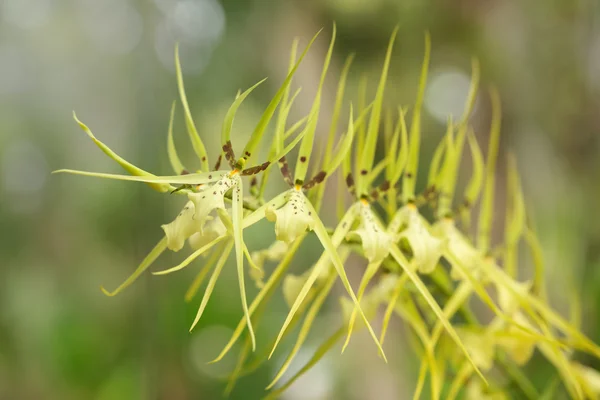 Novas orquídeas na natureza verde . Fotos De Bancos De Imagens Sem Royalties