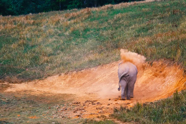 Elefantes jogando o pó em pastos . Fotos De Bancos De Imagens