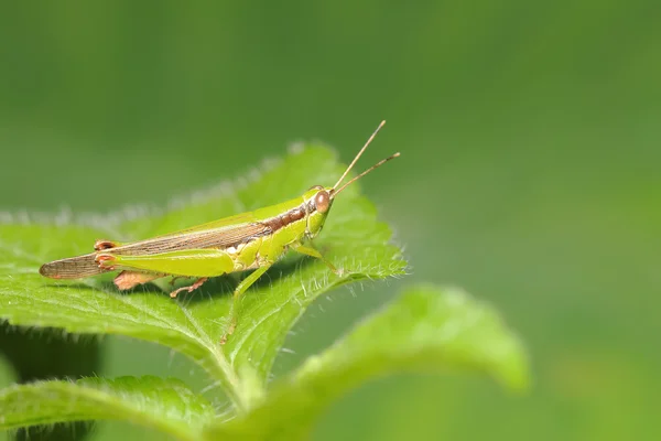 Green grasshopper on a green leaf. — Stock Photo, Image