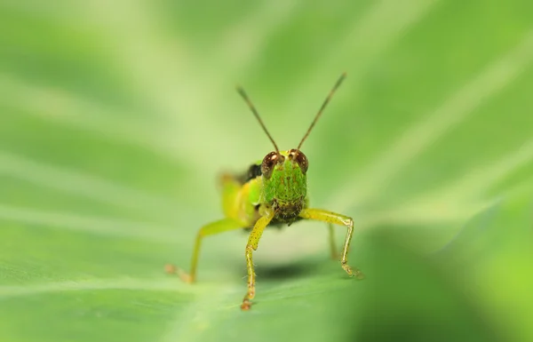 Green grasshopper on a green leaf. — Stock Photo, Image