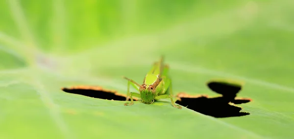 Green grasshoppers eating green leaves. — Stock Photo, Image