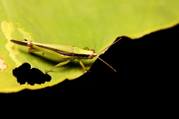 Gafanhoto verde em uma folha verde . — Fotografia de Stock