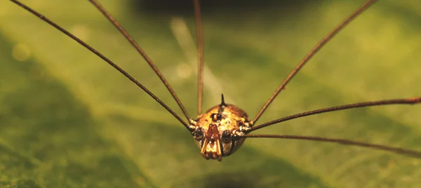 Lange Beine Spinne grünes Blatt — Stockfoto