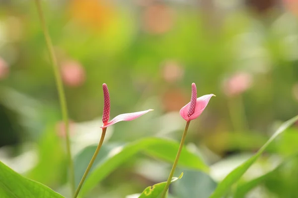 Rosa anthurium blomma blommar på grön park. — Stockfoto