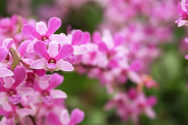 Rosa orkidéer på park. — Stockfoto