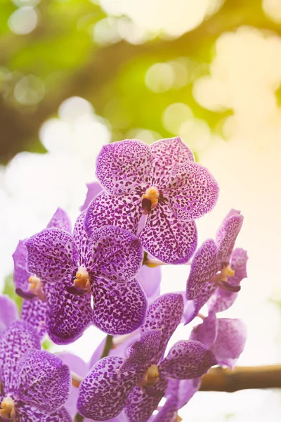 Purpurowa orchidea na zielony ogród. — Zdjęcie stockowe