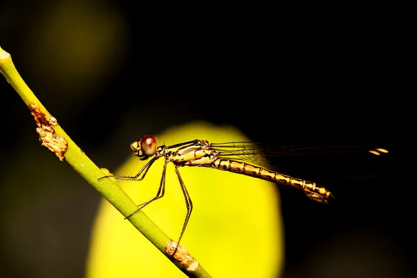 Small yellow dragonfly on the branch. — Stock Photo, Image