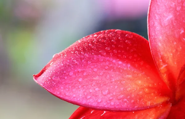 Капли воды на лепестках красных цветов . — стоковое фото