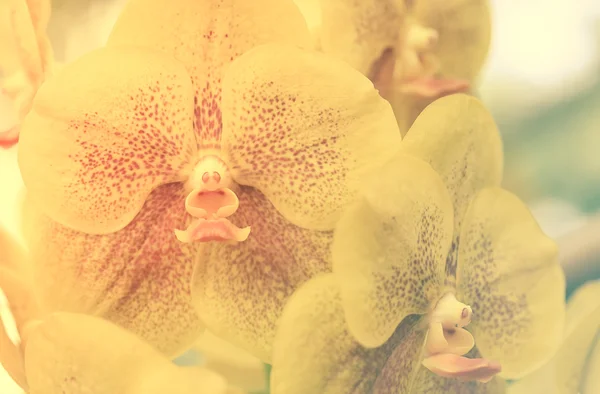 Yellow orchids on green garden. — Stock Photo, Image