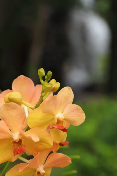 Geel orchideeën op park. — Stockfoto