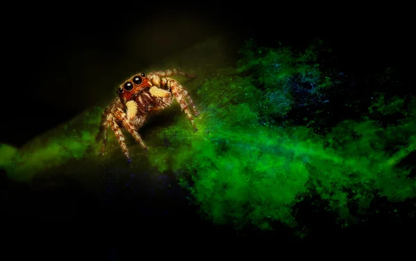 Clouse up jumping spider on green. — Stock Photo, Image