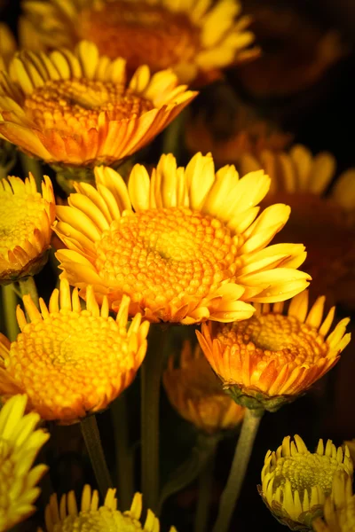 Gotas de água de gerbera amarela fresca . — Fotografia de Stock