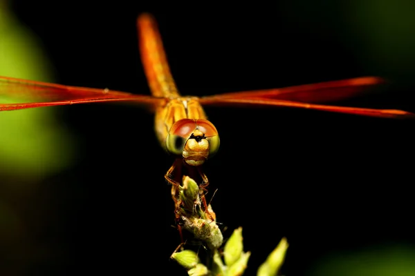 Orange dragonfly on black. — Stock Photo, Image