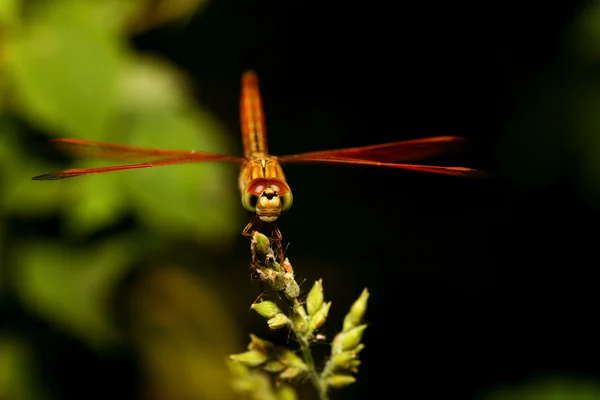 Orange dragonfly on black. — Stock Photo, Image