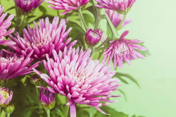 Gerberas rosadas sobre fondo verde . — Foto de Stock