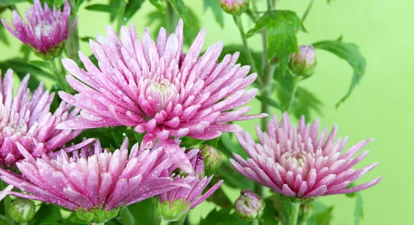 Rosa gerbera på grön bakgrund. — Stockfoto