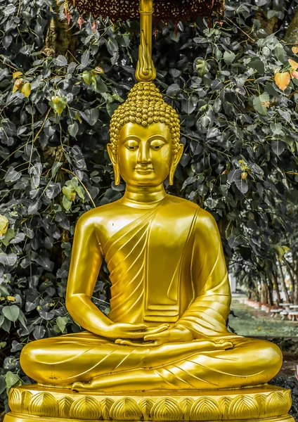 En guld Buddha staty. — Stockfoto