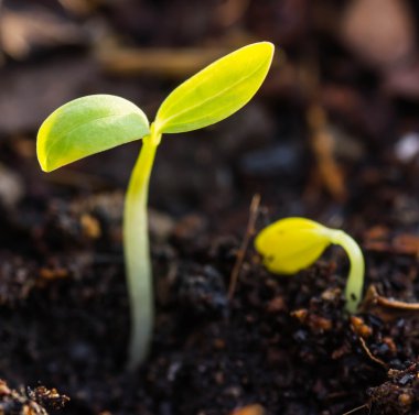 Yeşil Filiz büyüyor