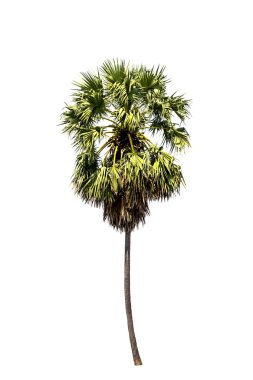 Sugar palm ağırlık arka plan üzerinde 