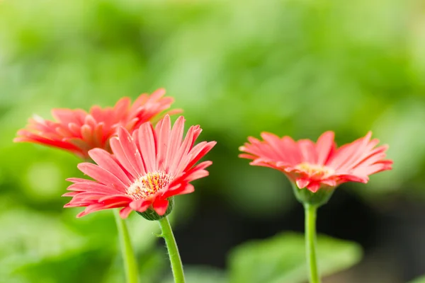 Gerberas rosadas sobre fondo verde . —  Fotos de Stock