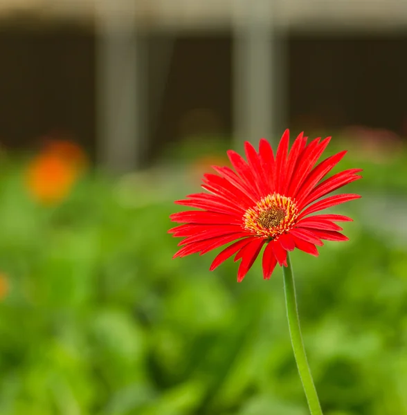 Röd gerbera på grön bakgrund. — Stockfoto