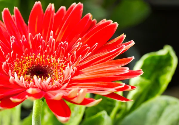 Gerbera vermelho no fundo verde. — Fotografia de Stock