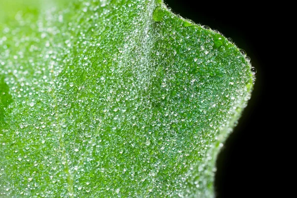 Water drops on leaf. — Stock Photo, Image