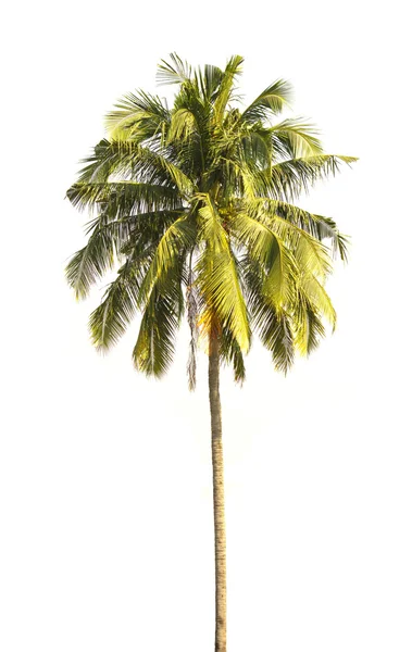 Palmera de coco aislada sobre fondo blanco. — Foto de Stock