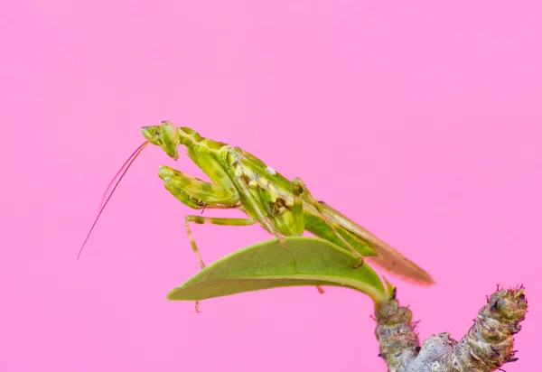 Mantis pe fundal roz . — Fotografie, imagine de stoc